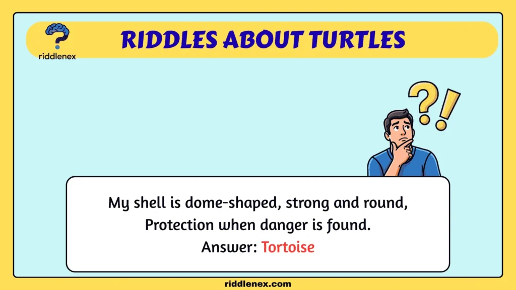 Riddles About Turtles